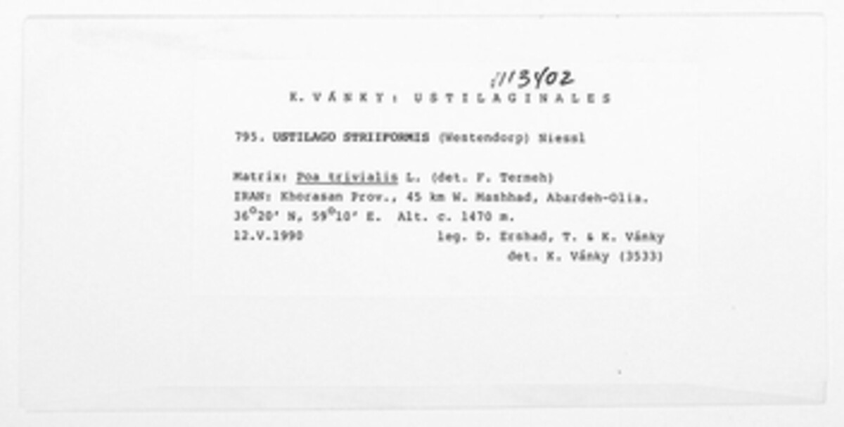 Ustilago striiformis image